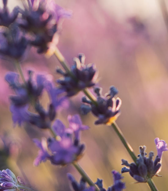 Oele_550x625_web2